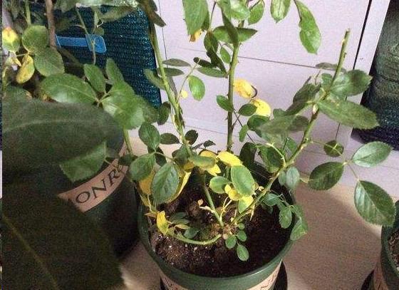 杜鹃花|月季花杜鹃花栀子花总是养不活教你一招,连开3个月!