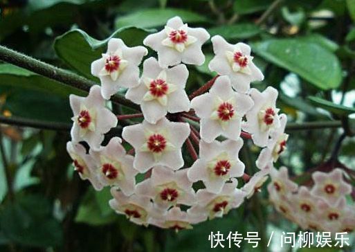 几种花是爆盆能手，开起花来“拦”不住，家里养一盆，招财又纳福