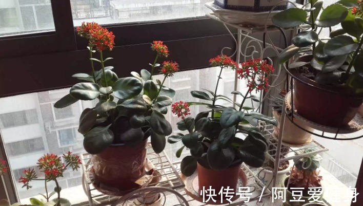 长寿花|养花就养这5款植物，大吉大利，盆栽打理方法简单