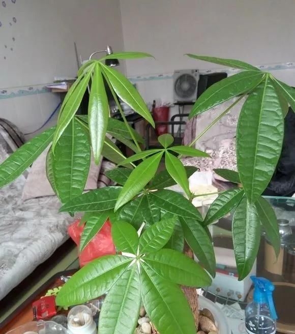 这3种花养不好,赶紧扔水里,越长越来劲