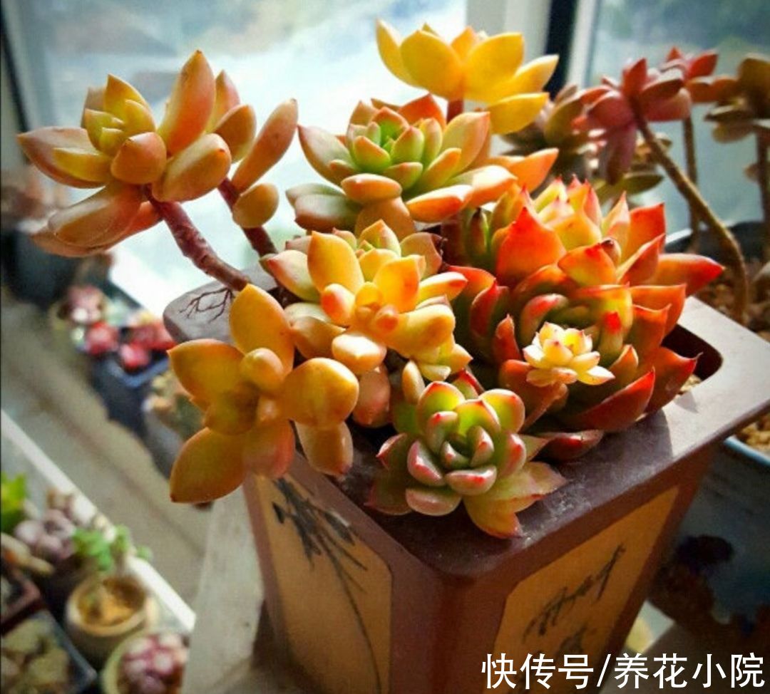 能耐寒的6种多肉，放外面“冻一冻”，色泽更鲜艳