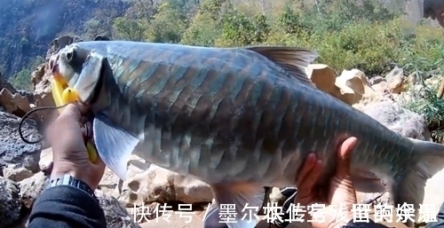 和朋友深山钓鱼,意外钓上“奇鱼”,鱼鳞大,颜色也特别,什么鱼