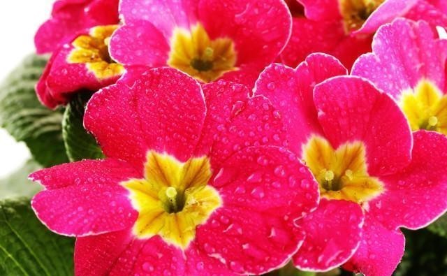 喜欢养花,冬季就养报春花,6点做好后,元旦春节开花多