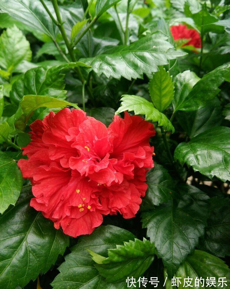 7种“勤快花”,就是“花机器”,365天开不败,从来不嫌累