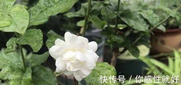 磷酸二氢钾|茉莉花僵苗怎么办2个“动作”改过来，新芽又窜满，开花开不停！