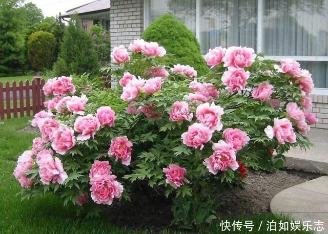 这些植物“老寿星”,个个能活100岁,泼辣无比,比人还长寿