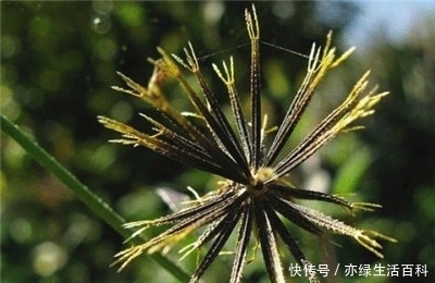 常见野草,却不知道能清热解毒