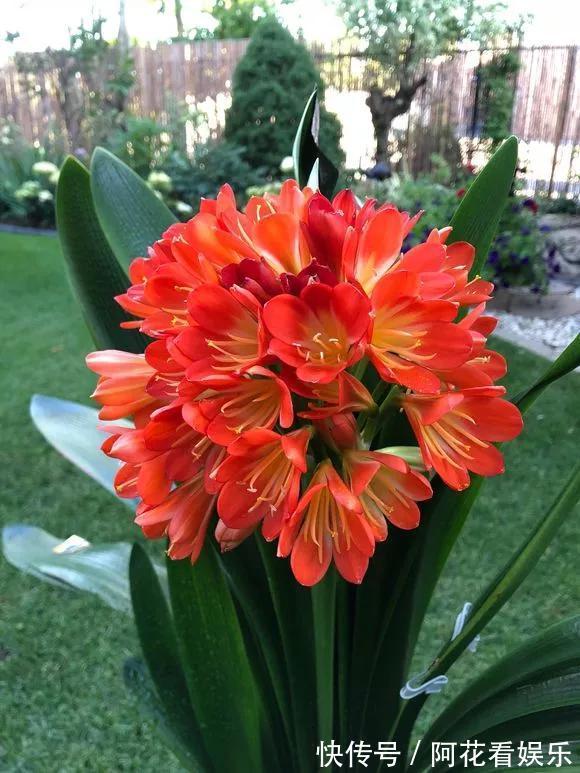 君子兰长得太慢学几招,叶子猛长花开不断,美翻天!