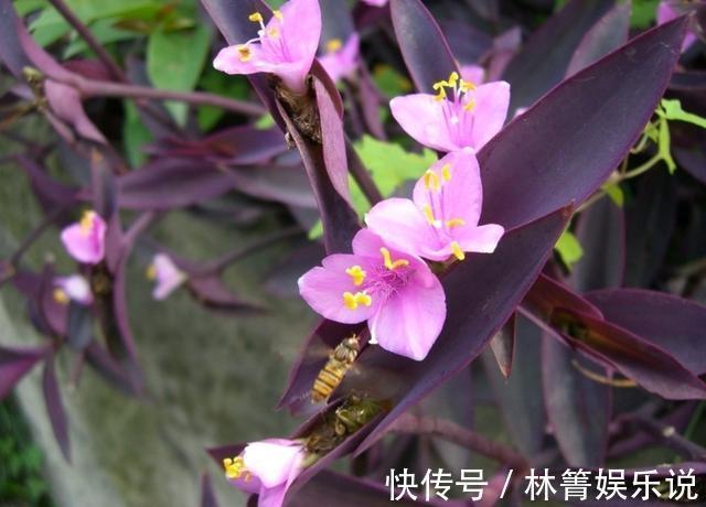紫竹梅|3种吊兰别这么养，不然疯长爆芽，控制不住！
