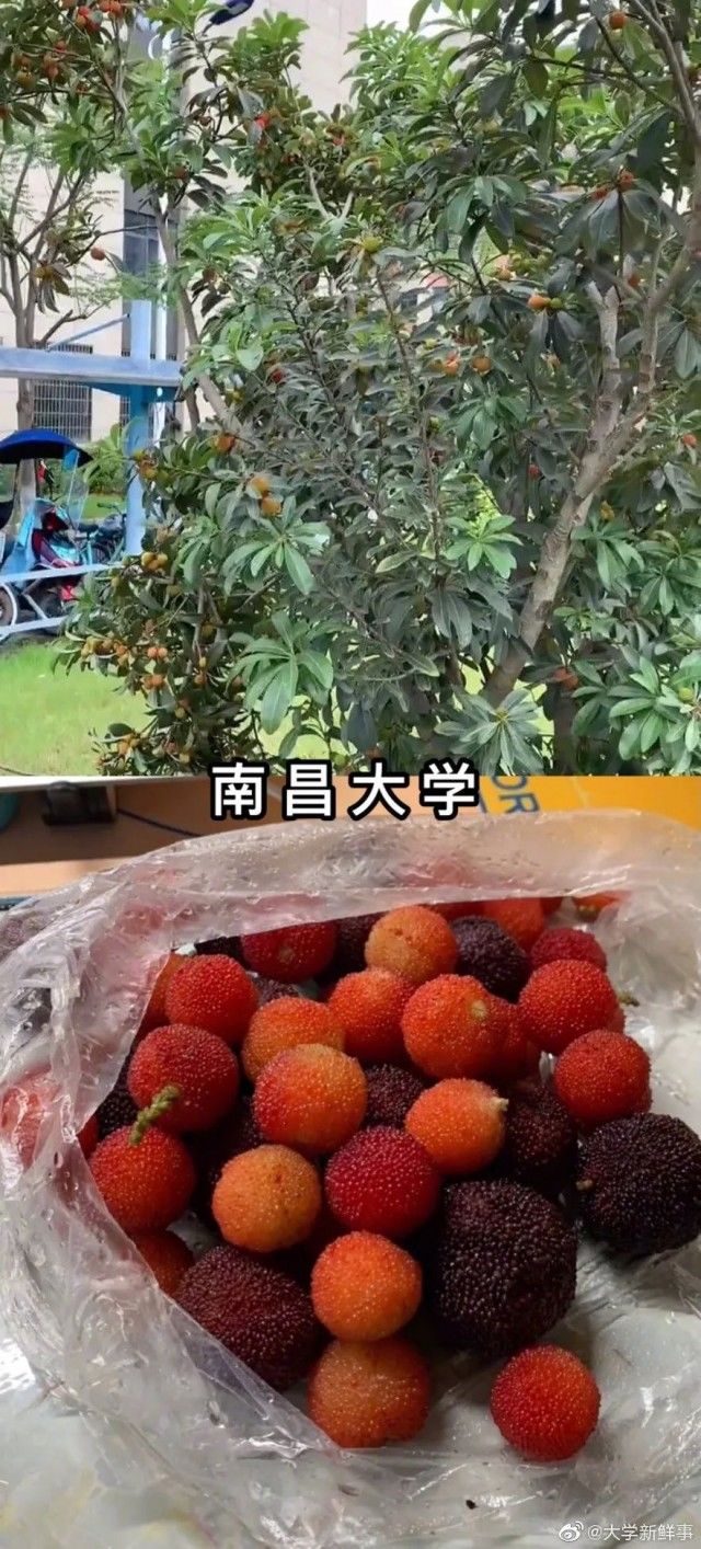 过目不忘|魔性？上头？过目不忘！各地高校招生简章，火爆来袭……