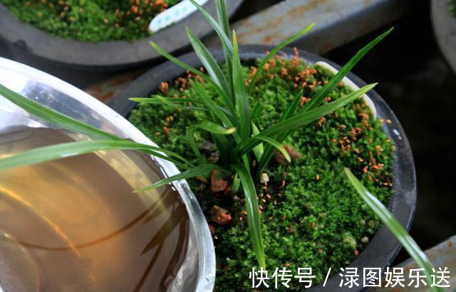 植料|秋天养兰花,浇水“难度大”,掌握小技巧,秒变兰花达人