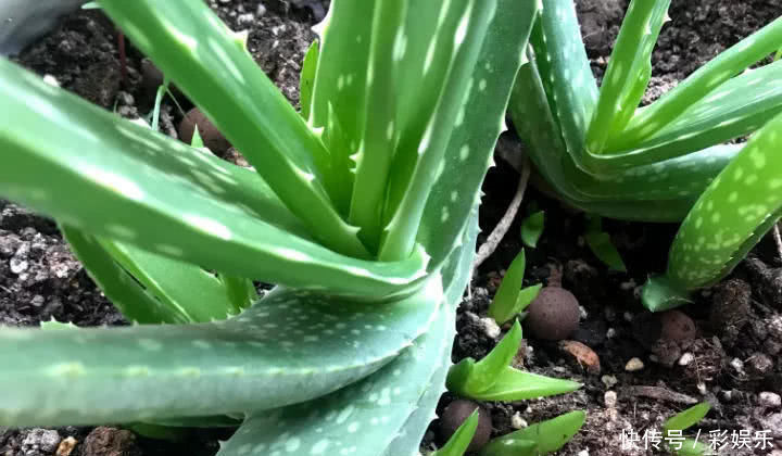 这6种花就要穷养,不花钱不用管,个个肥得流油