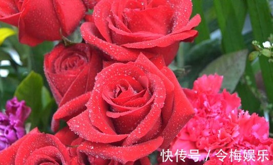 喜欢玫瑰就养这个品种,花开火红色,扦插就能活,阳台轻松变花海