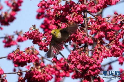 鸟语花香春色美