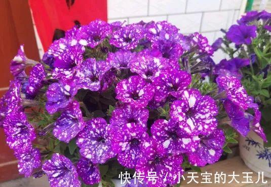 记录一下我养过的花，1000多盆都有啥