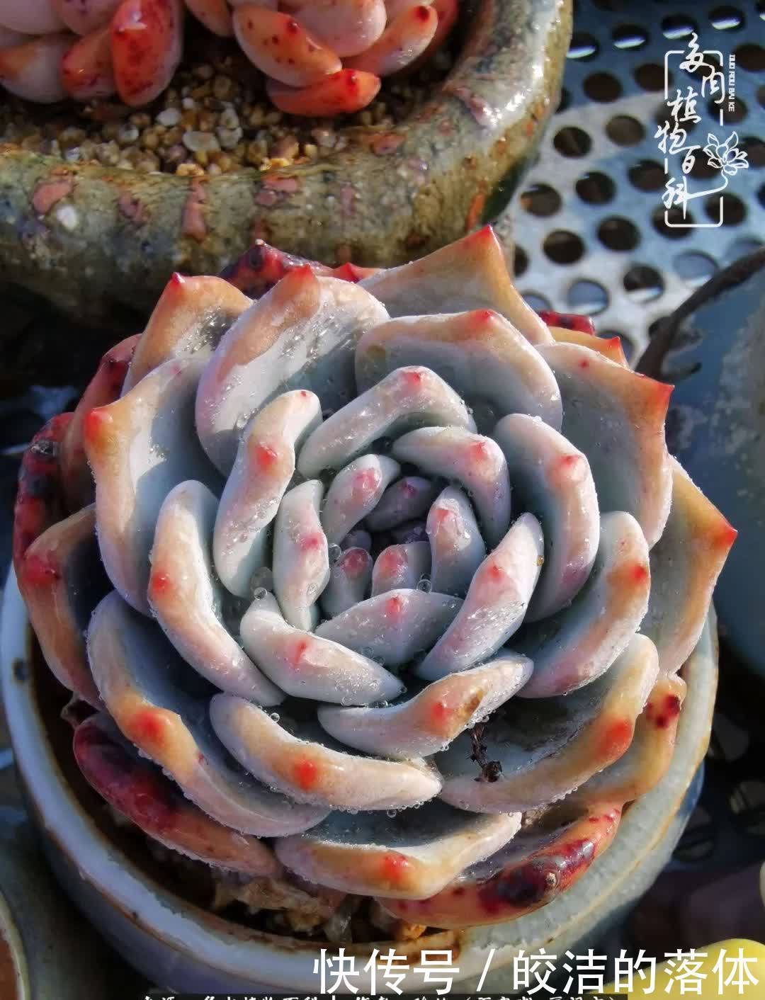 百度|我与多肉那些不得不说的故事!