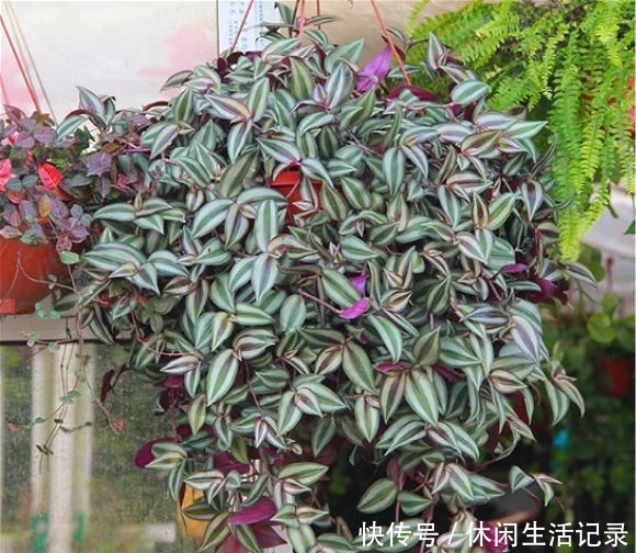 最好养的“草”,比“绿萝”长得快,房间再小也要养盆它,特漂亮!