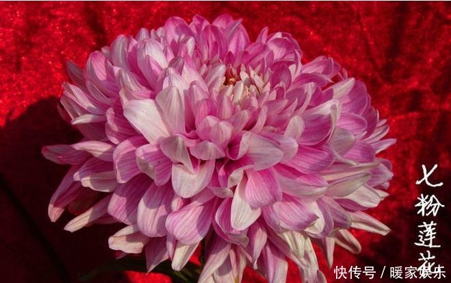 喜欢菊花，不如养盆“稀世名菊”七彩莲花，似美人偏偏，娇艳高贵