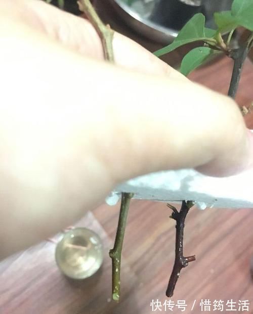 三角梅扦插总不活?吹口仙气,成活率翻倍,20天冒新芽