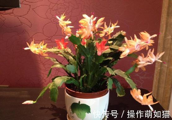 高温下想要蟹爪兰不烂根不掉叶,这么养就对啦