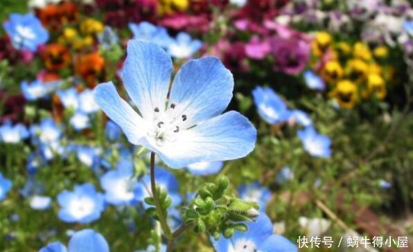 4种完美的阳台盆栽,花美似牡丹,四季开不停