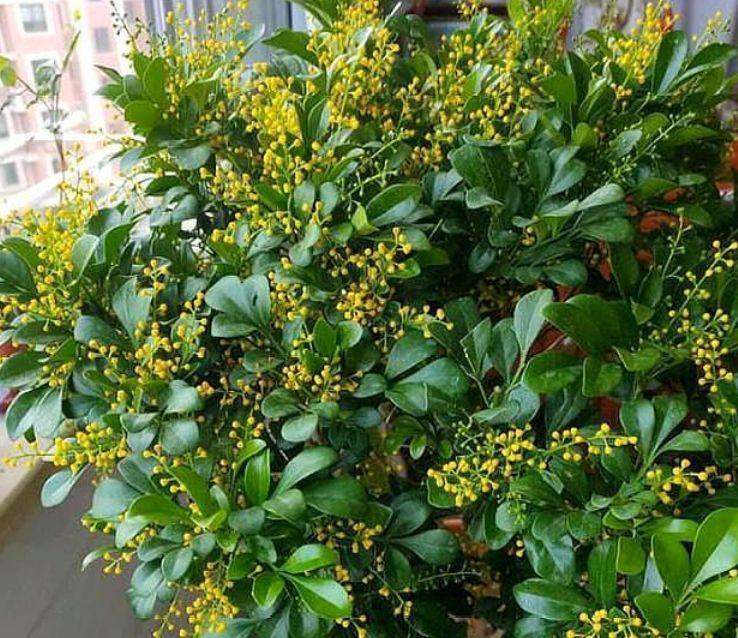 养花就养这几款,花朵小巧玲珑,花叶俱美,养盆放阳台美极了