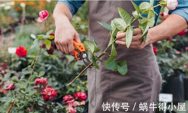 北方地区|北方种月季就是比南方好养又好看，别不服气，三个原因摆在这里