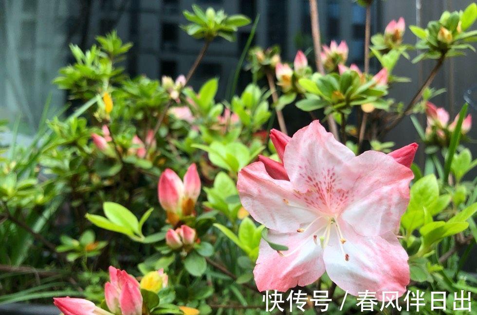 夏天|院子里养四种花，夏天冬天都不怕，花大艳丽，好看又顽强