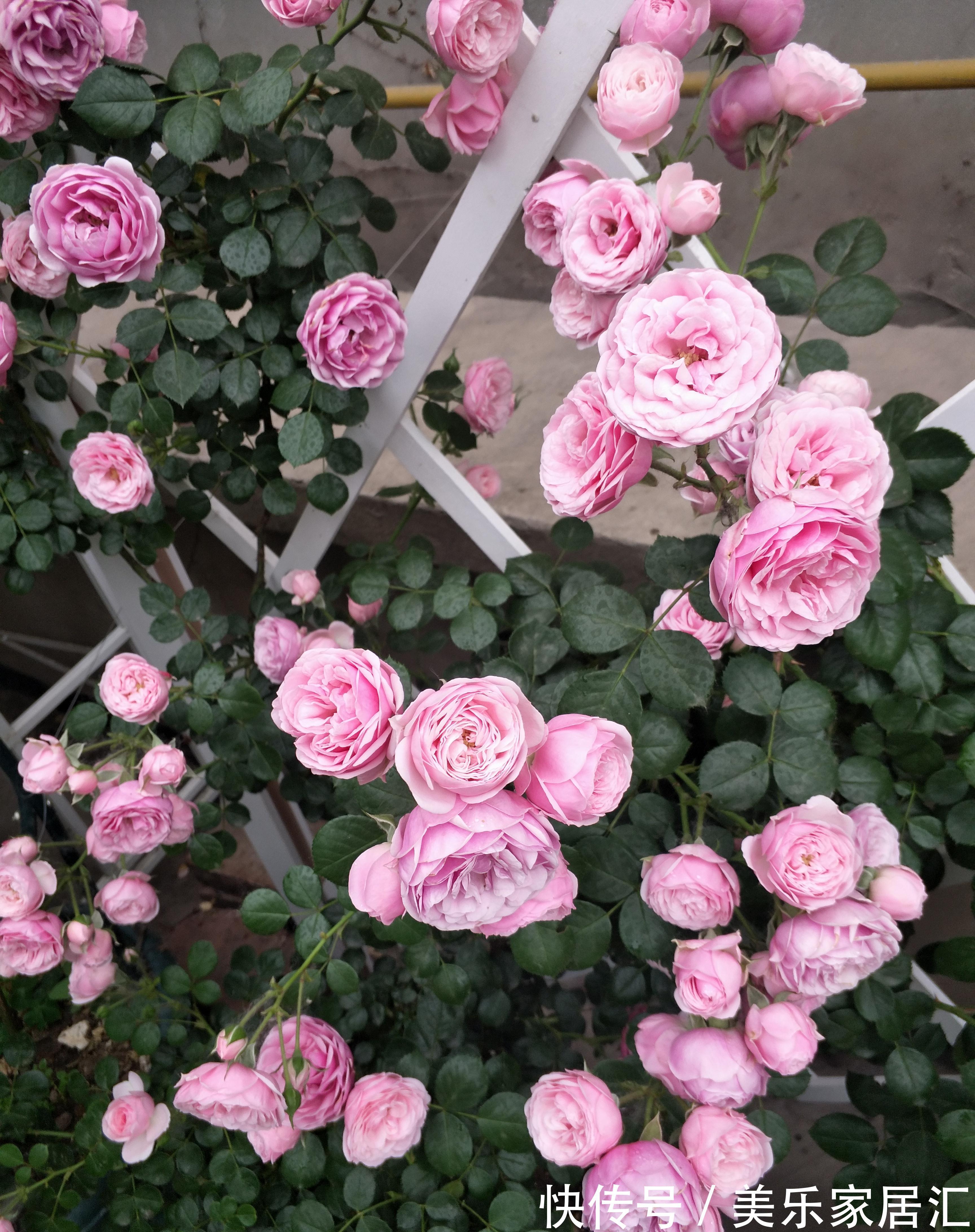 月季夏花又小又丑，三个原因，两个可以改善，一个无法改善