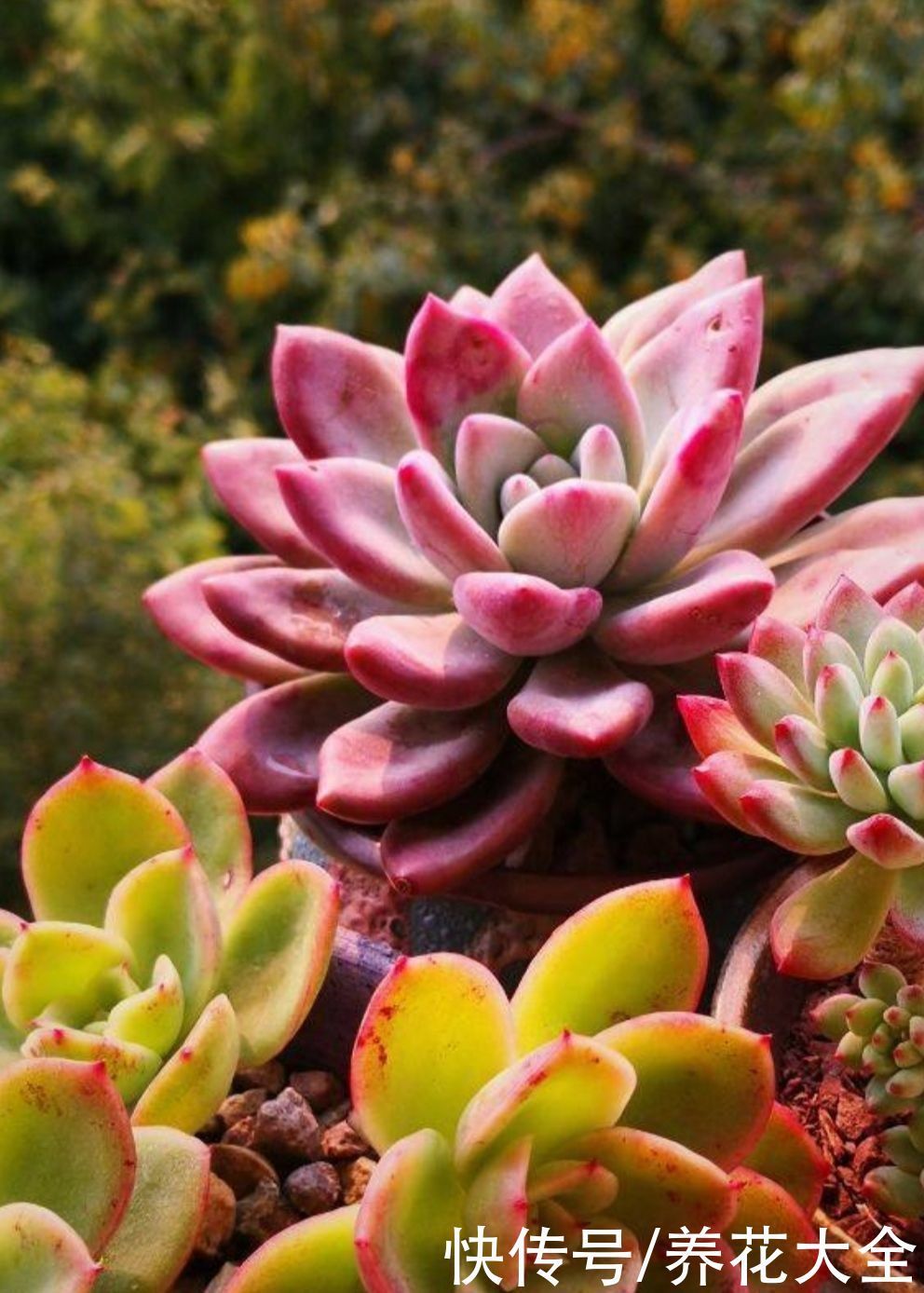 叶心处|多肉出现4种情况,其实是在求救,要赶紧重视起来