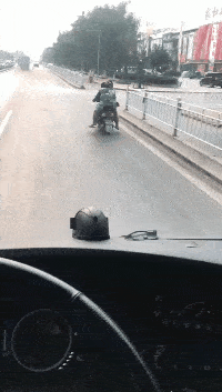 |搞笑GIF:狗子:会不会开呀,还是让我来吧!