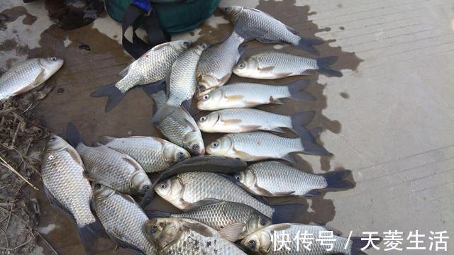 我妈|大爷自制钓鱼窝料,成本低,每次都比别人钓的多,无私分享给大家