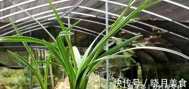 剪掉叶片的兰花，还能成活再生吗？兰友：合理操作，兰株更漂亮