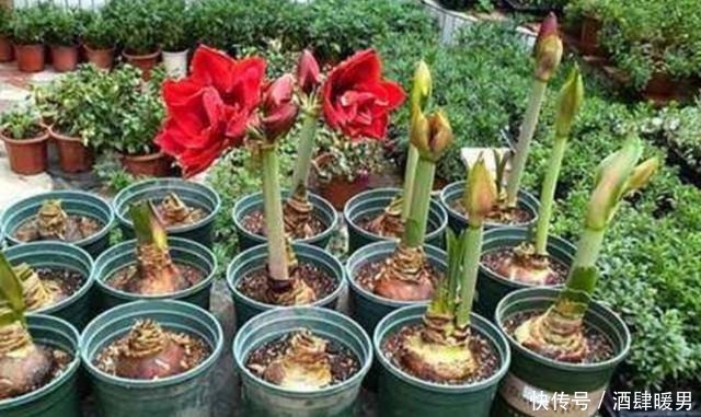 养朱顶红,这几个方面做不好,就会只长叶子不开花!