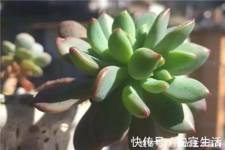 多肉十大美人，太阳一晒脸就红，胖成球的最好看！