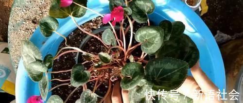 养花总是死？盆底埋点“小东西”，疏松透气不烂根，养啥旺啥