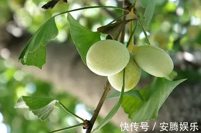 鸡母珠|农村这种果子和桑葚很像,却有剧毒,多人险丧命,千万别误食了