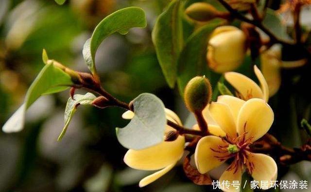 这花只开一半花,香味却能飘老远,养在家里闻花香