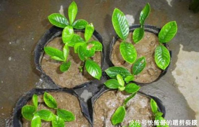 生根|生根剂不用买家家都有的“小东西”,自制生根水,10天冒白根