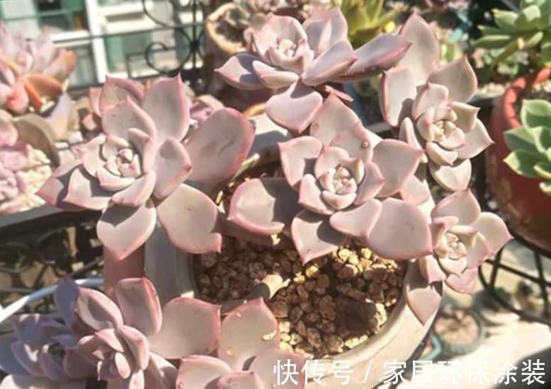 休眠期|多肉出现“三症状”,安全度夏恢复生长期,补充水肥养出好状态