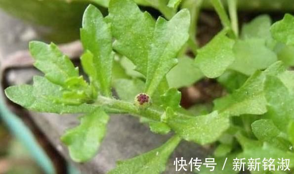 生活环境|鼻炎的“对手”终于找到了!坚持闻一闻,鼻炎或许悄悄好转!