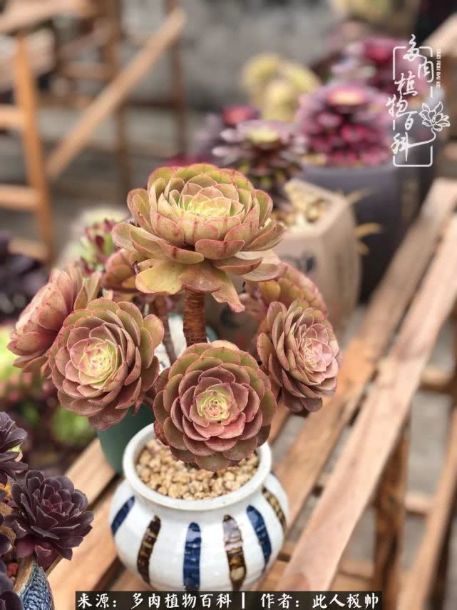 骄阳艳玫瑰，梦幻魔法师！独爱你的百媚千红！