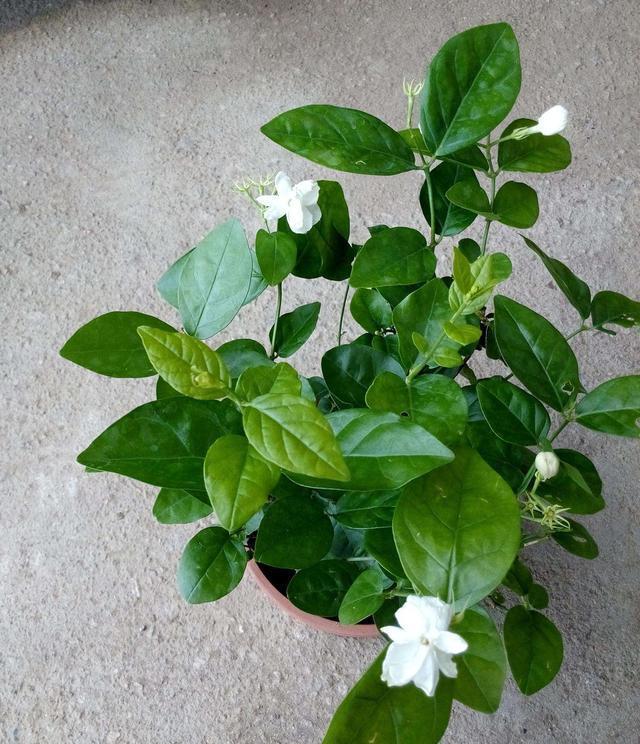 茉莉为什么养不好养护时注意5点,让茉莉叶茂根壮花爆盆