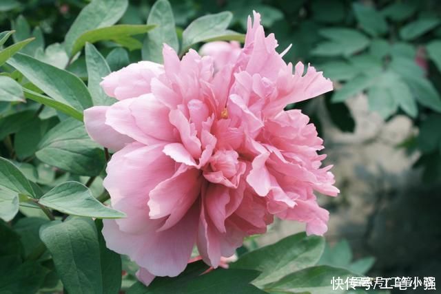 始吐|皮日休:落尽残红始吐芳，佳名唤作百花王