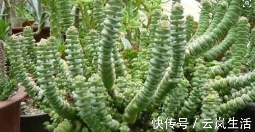叶肥芽|养多肉植物钱串景天，注重4个地方，叶肥芽多，轻松爆盆！