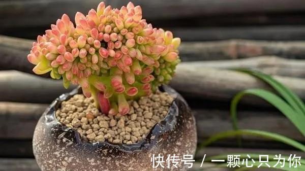 品种|喜欢多肉的人眼光都犀利:常规多肉遇冷,变异多肉反而受热捧
