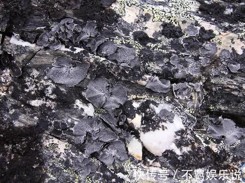 木耳|若在石壁上见到这“东西”，请你重视起来，价值很高，不要错过