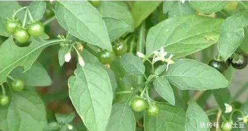 鄉(xiāng)下這些不起眼的野草，年復(fù)一年生長著，卻有許多不為人知的功效