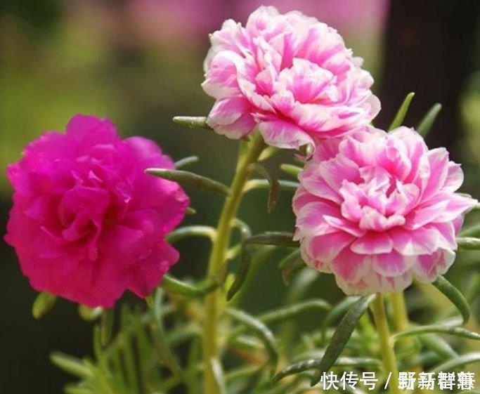 种花|4种花最适合懒人养,不用管也能开花爆盆,一年四季都赏花