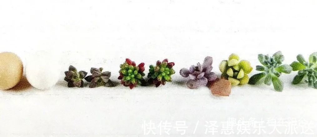 台友们|她用废弃的蛋壳“孵出”美丽的多肉植物,实在太迷你可爱了!
